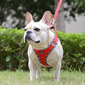 Mercano Soft Mesh Dog Harness and Leash Set.