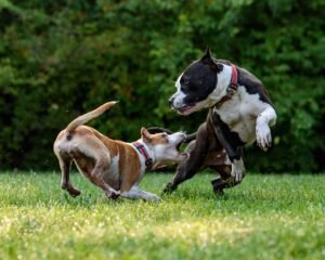 dog aggression behavior modification"